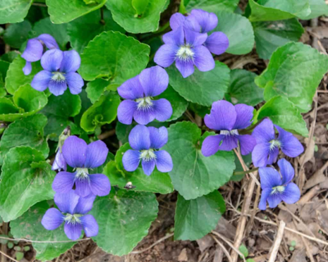 Viola sororia (Common Blue Violet) — Tennessee Naturescapes